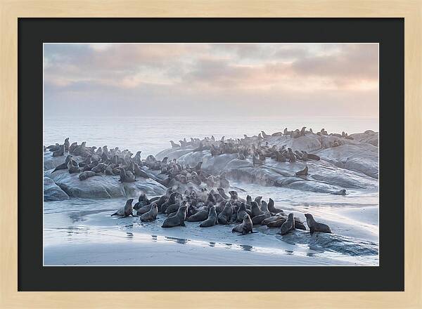 Seal Colony Breathing At Dawn