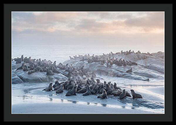 Seal Colony Breathing At Dawn