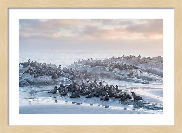 Seal Colony Breathing At Dawn