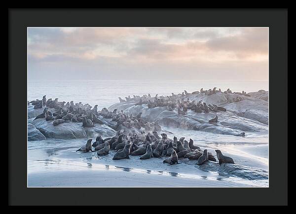 Seal Colony Breathing At Dawn