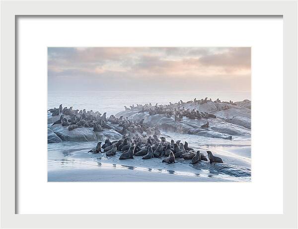 Seal Colony Breathing At Dawn
