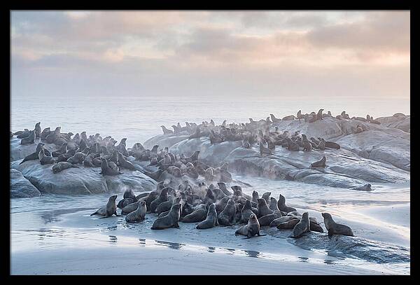 Seal Colony Breathing At Dawn