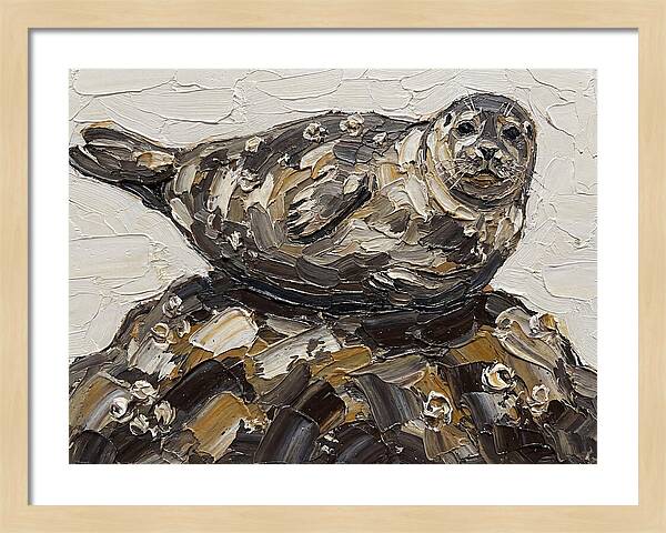 Seal Resting On Rocks