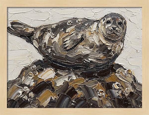 Seal Resting On Rocks