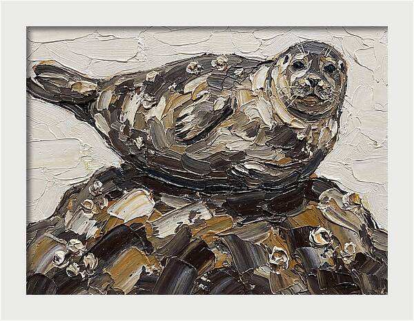 Seal Resting On Rocks