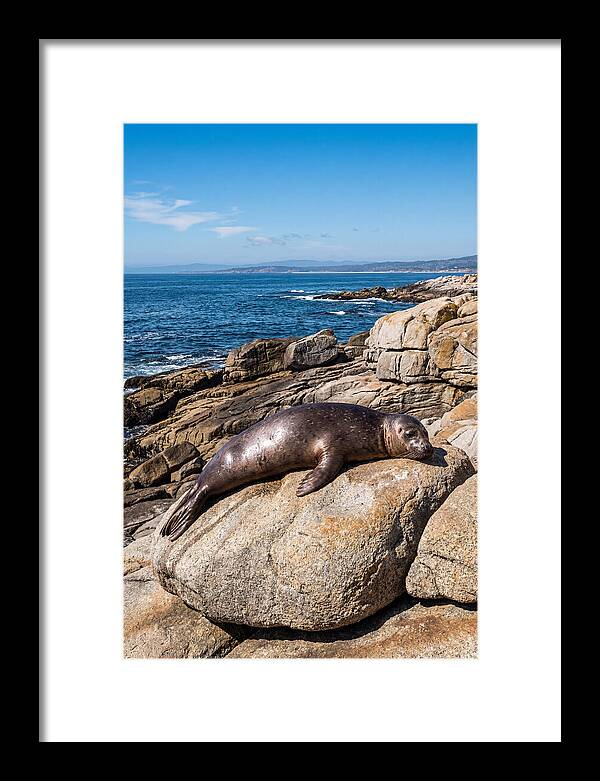 Seal Resting On Sun Warmed Rock