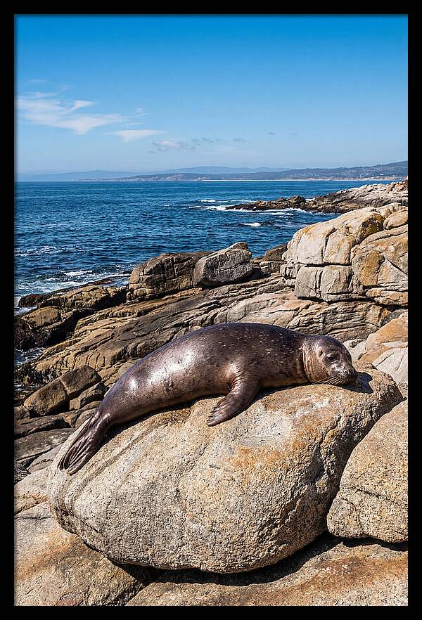 Seal Resting On Sun Warmed Rock