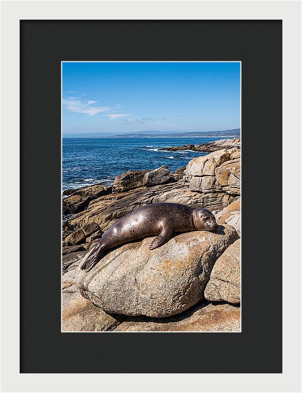 Seal Resting On Sun Warmed Rock