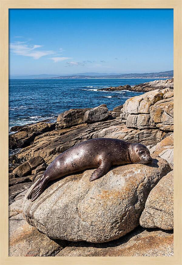Seal Resting On Sun Warmed Rock