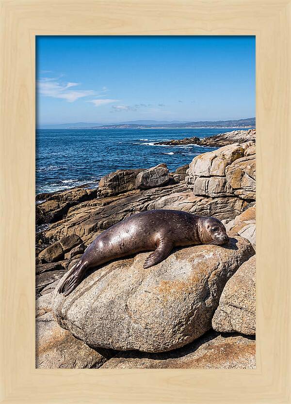 Seal Resting On Sun Warmed Rock