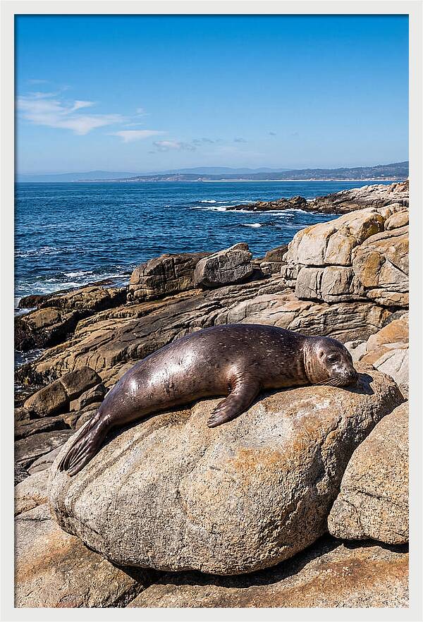 Seal Resting On Sun Warmed Rock