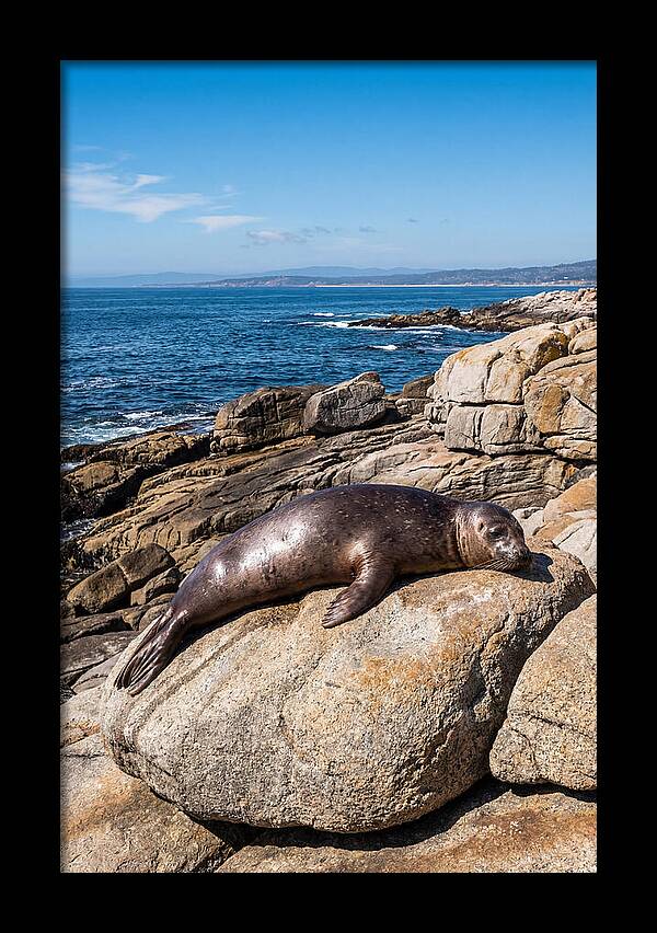 Seal Resting On Sun Warmed Rock