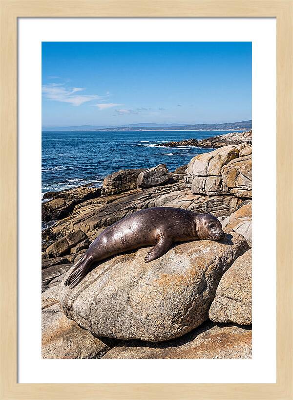 Seal Resting On Sun Warmed Rock