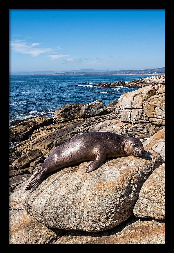 Seal Resting On Sun Warmed Rock