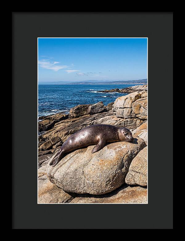 Seal Resting On Sun Warmed Rock