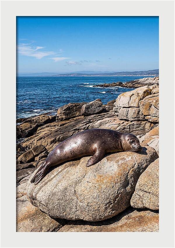 Seal Resting On Sun Warmed Rock
