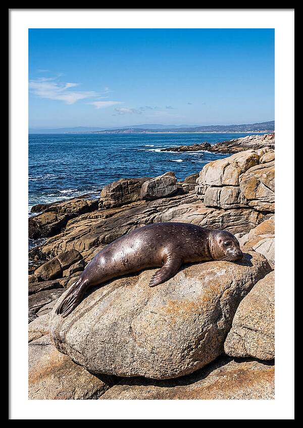 Seal Resting On Sun Warmed Rock