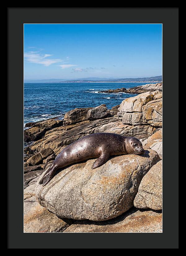 Seal Resting On Sun Warmed Rock