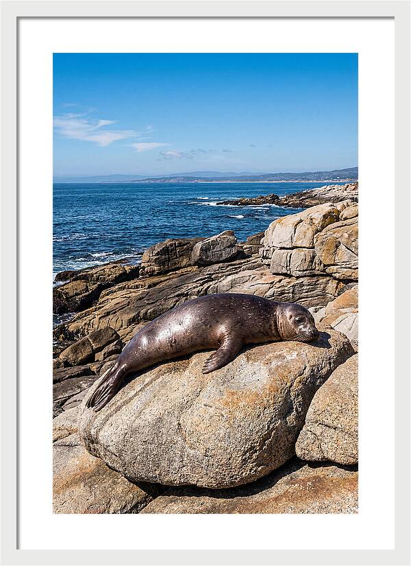 Seal Resting On Sun Warmed Rock
