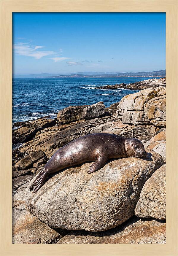 Seal Resting On Sun Warmed Rock