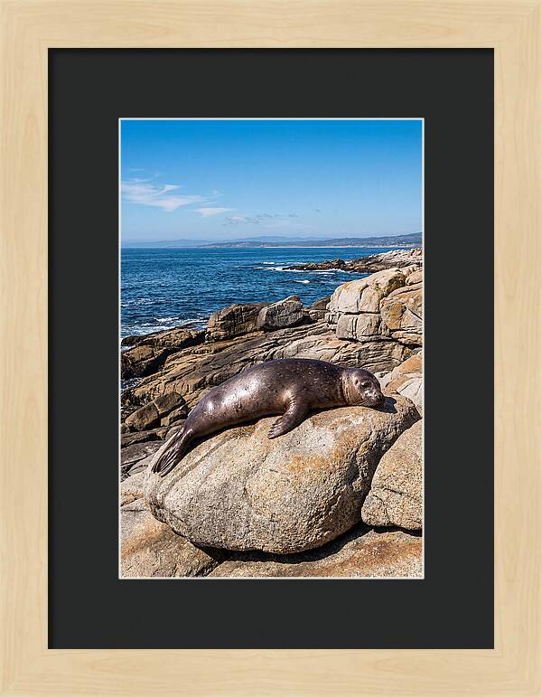 Seal Resting On Sun Warmed Rock