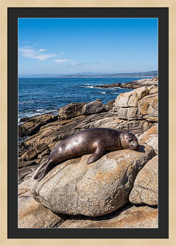 Seal Resting On Sun Warmed Rock