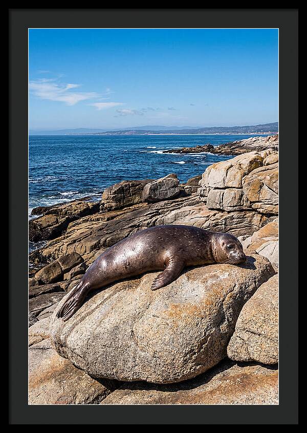 Seal Resting On Sun Warmed Rock