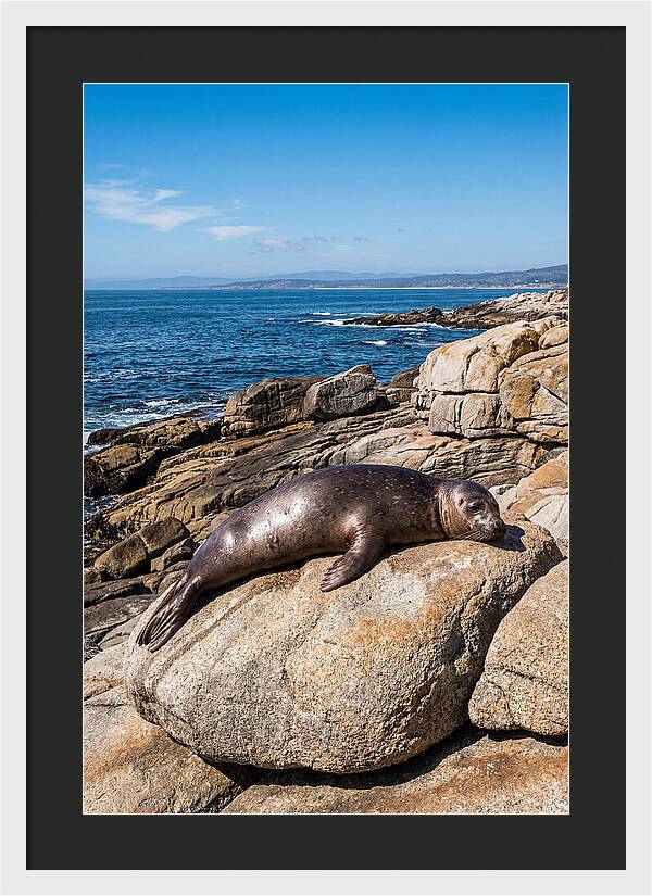 Seal Resting On Sun Warmed Rock
