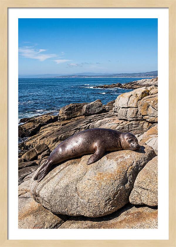 Seal Resting On Sun Warmed Rock