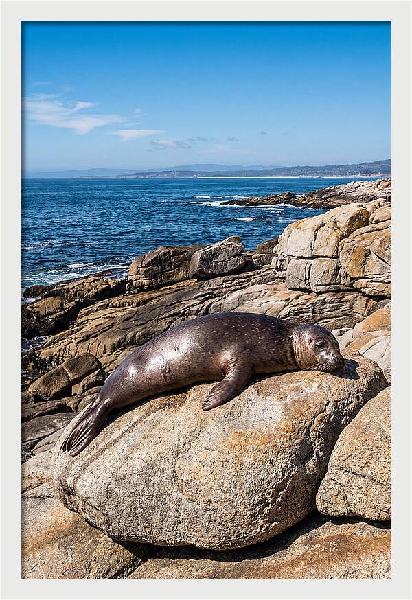 Seal Resting On Sun Warmed Rock