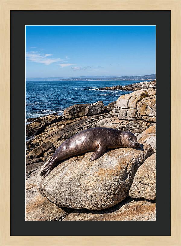 Seal Resting On Sun Warmed Rock