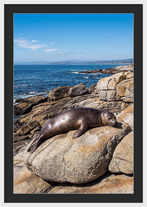 Seal Resting On Sun Warmed Rock
