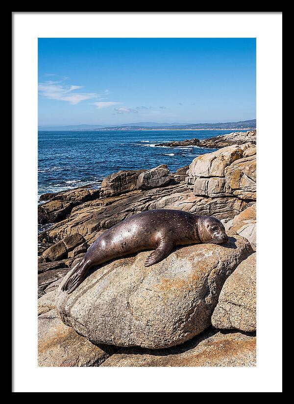 Seal Resting On Sun Warmed Rock