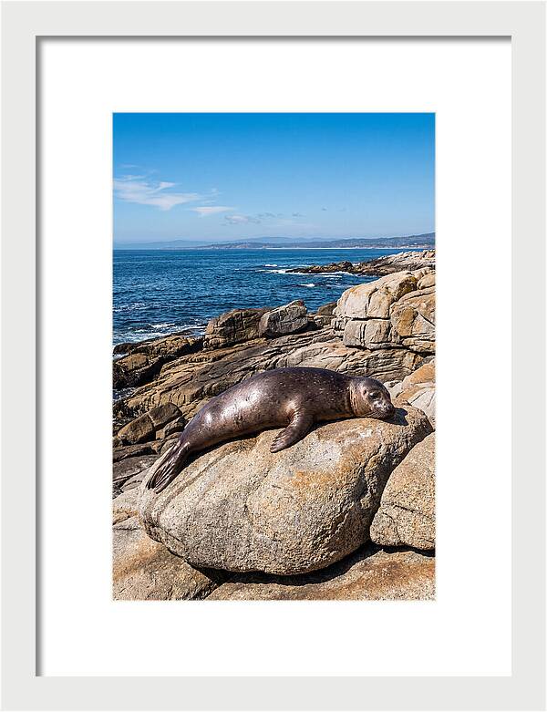 Seal Resting On Sun Warmed Rock