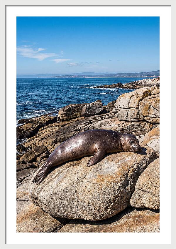 Seal Resting On Sun Warmed Rock