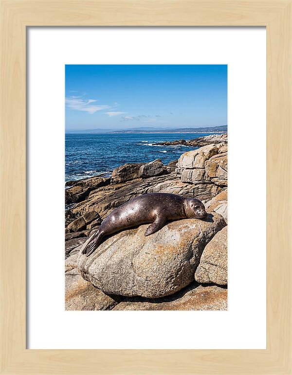 Seal Resting On Sun Warmed Rock