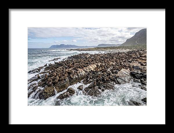 Seals At Play In The Cove