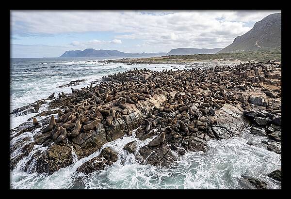 Seals At Play In The Cove