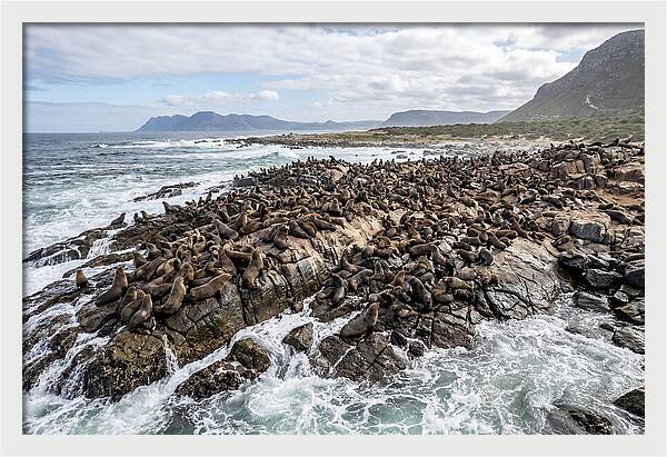 Seals At Play In The Cove
