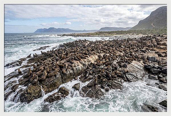 Seals At Play In The Cove