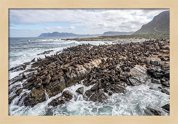 Seals At Play In The Cove