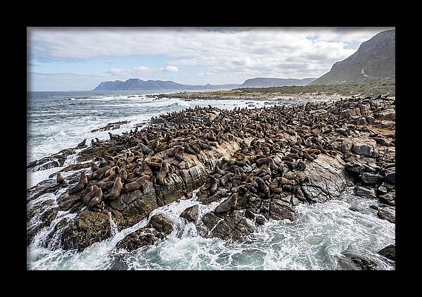 Seals At Play In The Cove