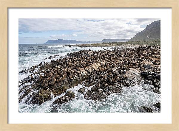 Seals At Play In The Cove