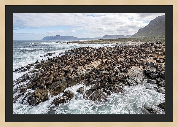 Seals At Play In The Cove