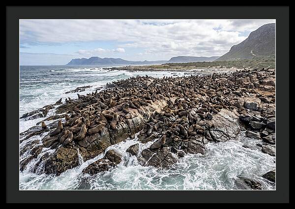 Seals At Play In The Cove