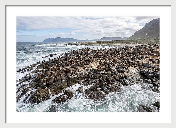 Seals At Play In The Cove