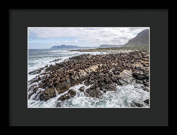 Seals At Play In The Cove