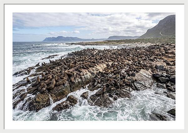Seals At Play In The Cove