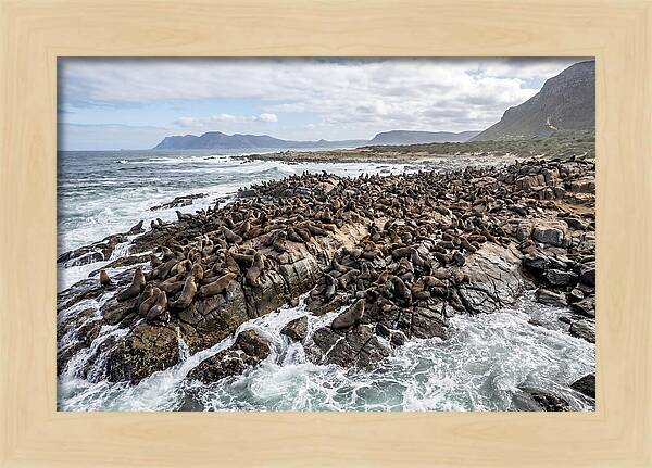 Seals At Play In The Cove