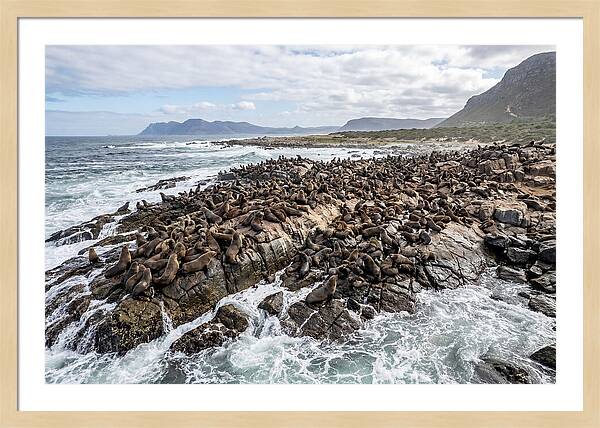 Seals At Play In The Cove